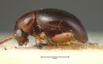 Media type: image; Entomology 18870   Aspect: habitus lateral view